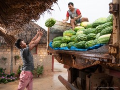 Com apoio da prefeitura, agricultores indígenas colhem cinco toneladas de melancia na comunidade Darora