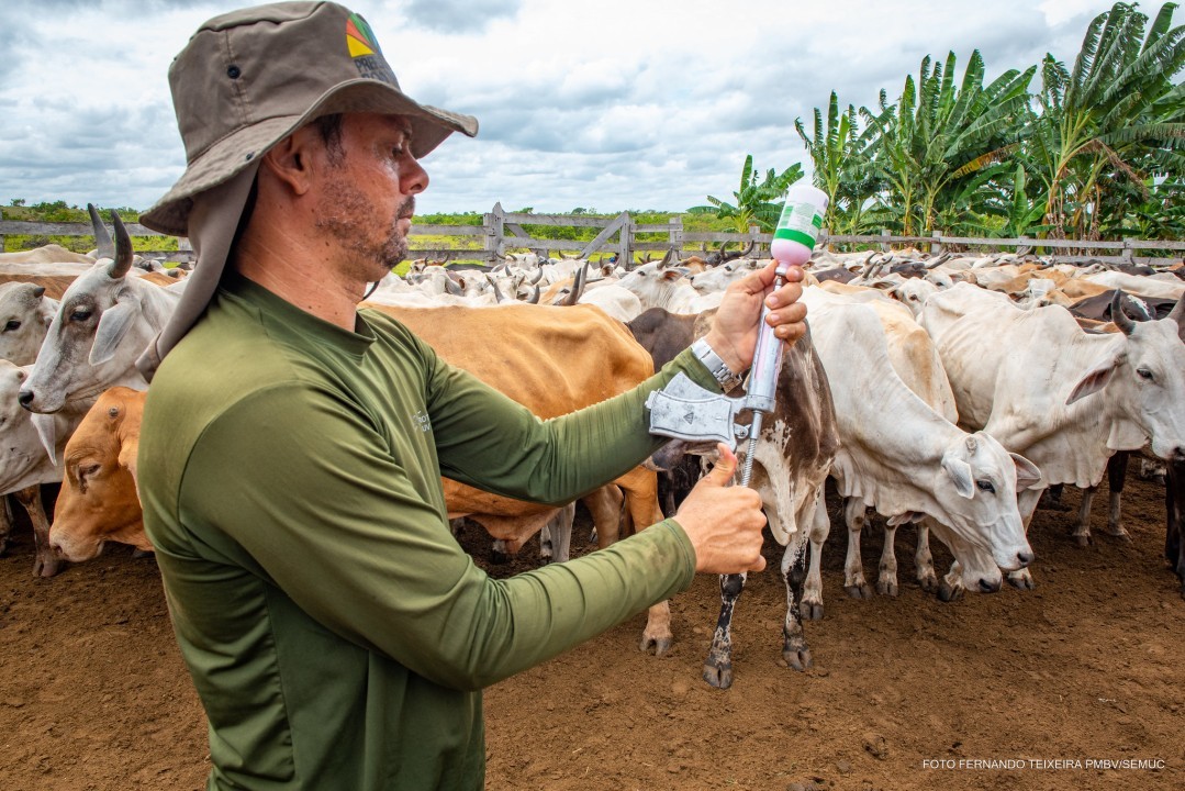 CONTRA A FEBRE AFTOSA - Prefeitura inicia 1ª etapa da vacinação nas 17 comunidades indígenas de Boa Vista