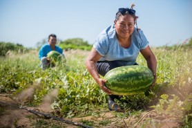 AGRICULTURA FAMILIAR - Com apoio da prefeitura, comunidade indígena Darôra inicia colheita de melancia