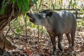 ABRIL LARANJA  - Bosque dos Papagaios recebe uma anta em um espaço adaptado para sua moradia