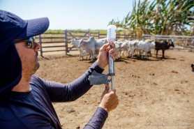 FEBRE AFTOSA 2023 - Comunidade indígena Truaru da Cabeceira recebe 1a etapa de vacinação em Boa Vista
