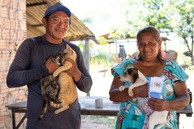 VACINAÇÃO ANTIRRÁBICA - Prefeitura imunizou 785 animais na primeira semana de campanha na zona rural de Boa Vista