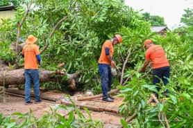 Defesa Civil trabalha na retirada de árvores e galhadas após a forte chuva em Boa Vista neste sábado, 14