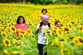 AGROBV 2023 - Campo de girassóis estará aberto para visitação durante os três dias da Maior Feira da Agricultura de Roraima