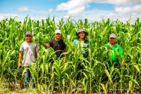 AGRICULTURA FAMILIAR - Comunidades indígenas de Boa Vista se destacam com plantio de 40 hectares de milho nesta safra 2023