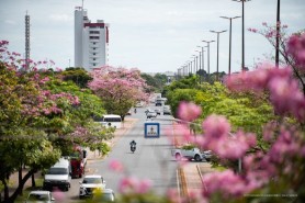 Mais de 2 mil árvores foram plantadas em Boa Vista nos últimos anos