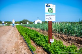1° DIA DE CAMPO - Palestras e experimentos demonstram o potencial agrícola para variar a cultura de hortifrutis em Boa Vista