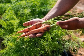 COMUNICADO - Inscrições para o Programa de Aquisição de Alimentos (PAA) seguem até o dia 10 de junho