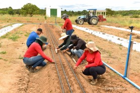 “Dia de Campo” vai apresentar experimentos e novas tecnologias aplicadas à hortifruticultura