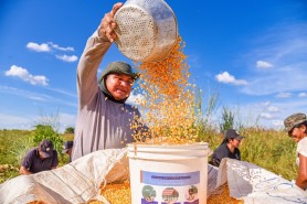 Prefeitura de Boa Vista inicia colheita de 400 toneladas de milho em comunidades indígenas