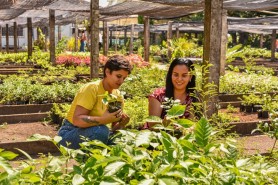 Em 4 anos, Horto Municipal de Boa Vista já doou cerca de 112 mil mudas e impulsiona a sustentabilidade na cidade