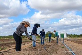 TECNOLOGIA NO CAMPO - Prefeitura inicia preparativos para o 2º Dia de Campo em Hortifruticultura de Boa Vista