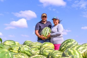 Com apoio da Prefeitura de Boa Vista, agricultores familiares escoam produção e aumentam margem de lucro