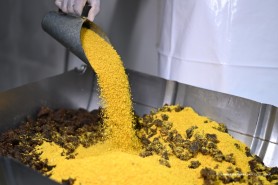 BV JUNINA 25 ANOS - Em produção para quebrar mais um recorde, Maior Paçoca do Mundo completa 10 anos de tradição e sabor