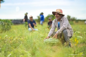 Com produção sustentável em Boa Vista, agricultura familiar indígena garante renda e nutrição para merenda escolar