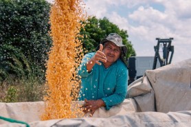 COLHEITA DO MILHO - Com assistência do município, produtores rurais aumentam produtividade e garantem mais renda às famílias do campo