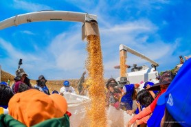 Colheita de milho fortalece agricultura familiar com apoio da prefeitura nas comunidades indígenas