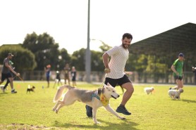 Prefeitura abre cadastro para protetores independentes, ONGs e associações da causa animal