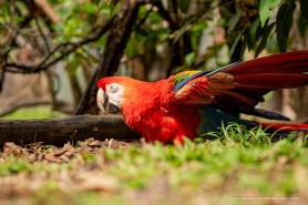 Em meio à Biodiversidade Amazônica, Bosque dos Papagaios se torna santuário de animais silvestres