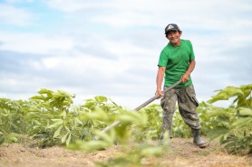 Com apoio da Prefeitura de Boa Vista, cultivo de mandioca fortalece tradições indígenas e sustento na Serra da Moça