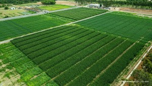 AGROBV 2025 - Campo Experimental é vitrine de inovação no maior evento do agro de Roraima
