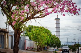 Espetáculos de cores nas ruas de Boa Vista: Ipês floridos transformam a paisagem e encantam moradores