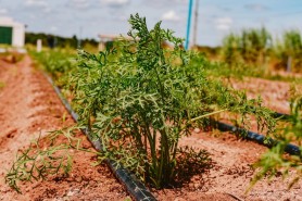 Frutas, verduras e legumes começam a ser plantadas para o Dia de Campo em Hortifrúti