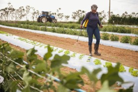 Dia de Campo em Hortifrúti traz novidades em culturas, técnicas de manejo e tecnologias para difundir o cultivo na região