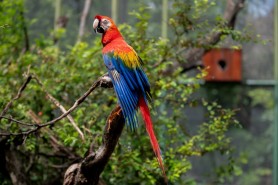 Bosque dos Papagaios: o encontro com a vida silvestre no coração de Boa Vista