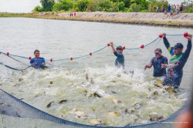 MORO-MORÍ - Comunidade indígena Lago Grande faz despesca de mais de duas toneladas de tambaqui