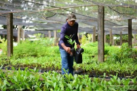 RETROSPECTIVA 2025 - Boa Vista avança em sustentabilidade com ações ambientais e maior conscientização da população