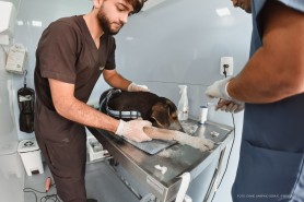 COMUNICADO - Interessados em credenciamento para tratamento de cães abandonados devem enviar documentação por e-mail