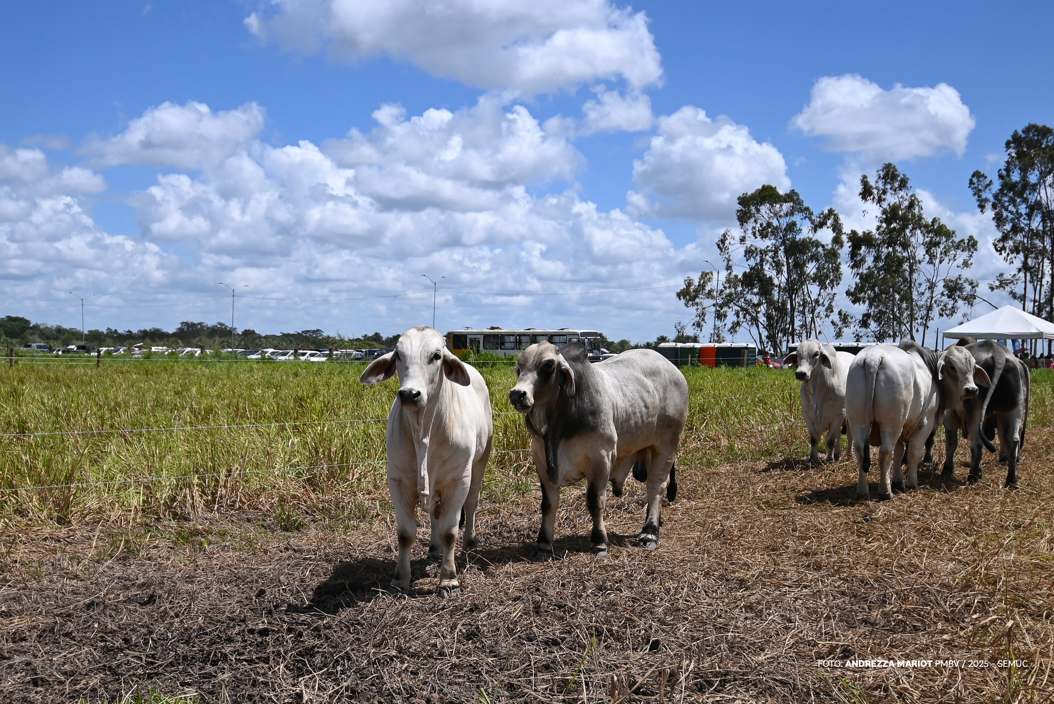 Foto: Reprodução/Prefeitura de Boa Vista - RR