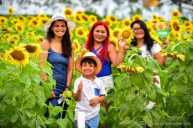 AGROBV 2022 - Milhares de famílias prestigiaram campo de girassóis, que este ano conta com nova variedade de cores