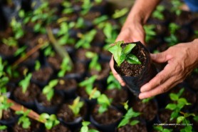 Para Incentivar arborização urbana, Prefeitura de Boa Vista retoma doação de mudas no Horto Municipal