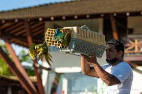 Aves tratadas no Bosque dos Papagaios são devolvidas à natureza no Tepequém