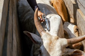 VACINAÇÃO DO REBANHO - Comunidades Indígenas recebem a segunda etapa da Campanha de vacinação contra a Febre Aftosa