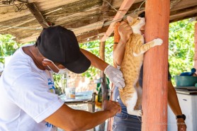 ANTIRRÁBICA - Vacinação de cães e gatos continua nesta sexta e sábado na área rural de Boa Vista