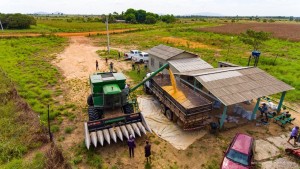 AGRICULTURA FAMILIAR - Com apoio da prefeitura, Associação inicia colheita de milho em área coletiva no Truaru