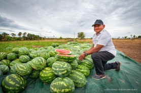 AGRICULTURA FAMILIAR - Com apoio da prefeitura, comunidade indígena de Vista Alegre inicia colheita de 8 toneladas de melancia