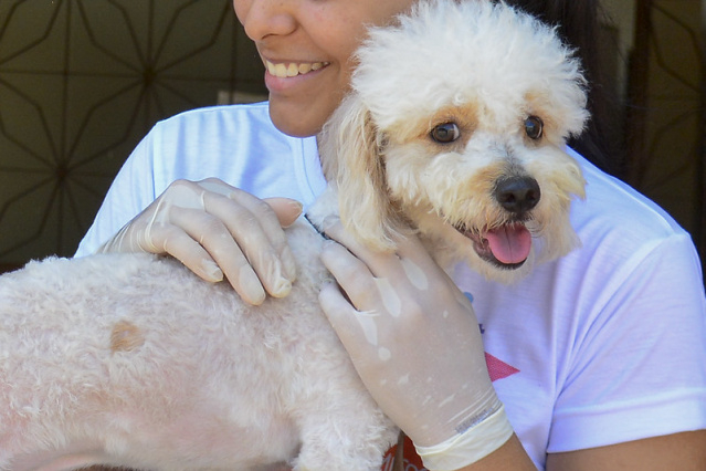 União pelos Animais: Mais de 200 cães e gatos foram atendidos em clínica credenciada
