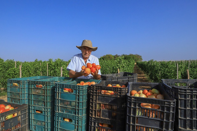 PMDA - Com parceria da prefeitura, produtor de Boa Vista colhe mais de 100 toneladas de tomate por hectare