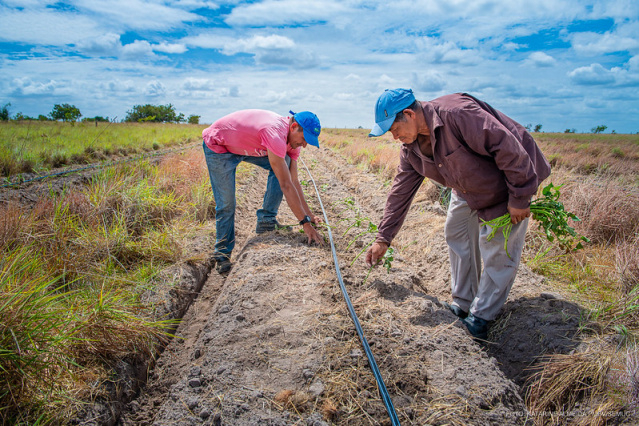 Comunidades indígenas iniciam plantio da batata-doce