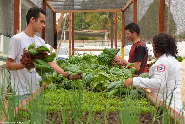 UBS Olenka Macellaro - Servidores e voluntários fazem primeira colheita do projeto “Hortas Comunitárias”   