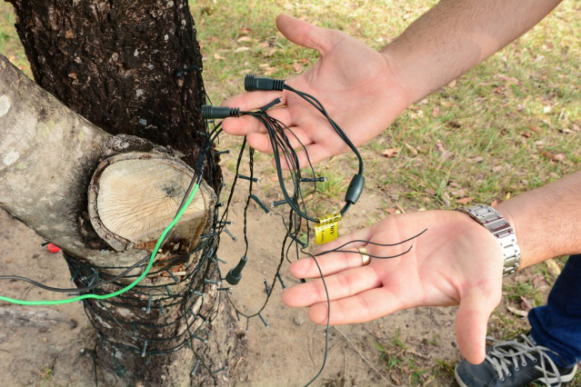 Vândalos arrancam decoração de natal de praças da cidade