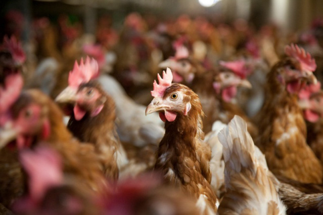  Inscrições para o PMDA Avicultura vão até o dia 2 de dezembro   