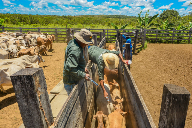 Febre - Aftosa Mais de três mil animais foram imunizados nas comunidades indígenas