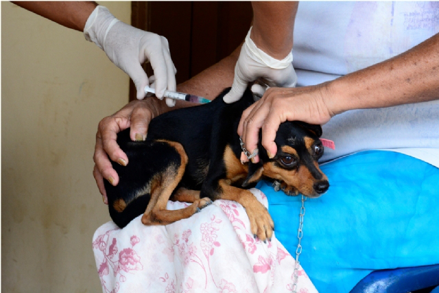 Campanha de Vacinação Antirrábica segue até o dia 20