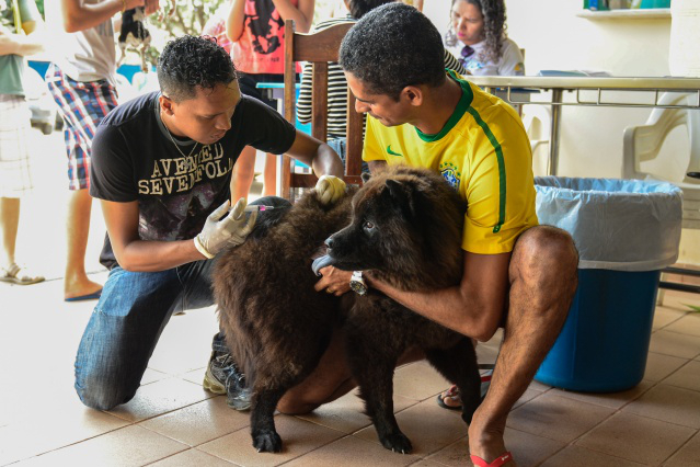 Campanha de vacinação antirrábica começa neste sábado
