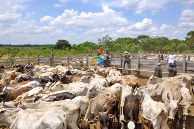  Vacinação contra a Febre Aftosa: Quase metade do rebanho bovino das comunidades indígenas já foi vacinado